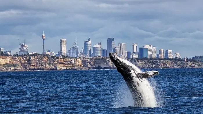 australia whale watching cruise