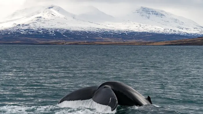 iceland whale watching cruise