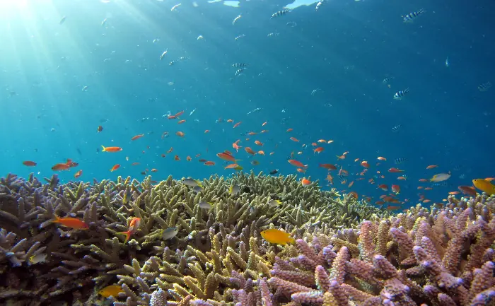 Coral reef with fish