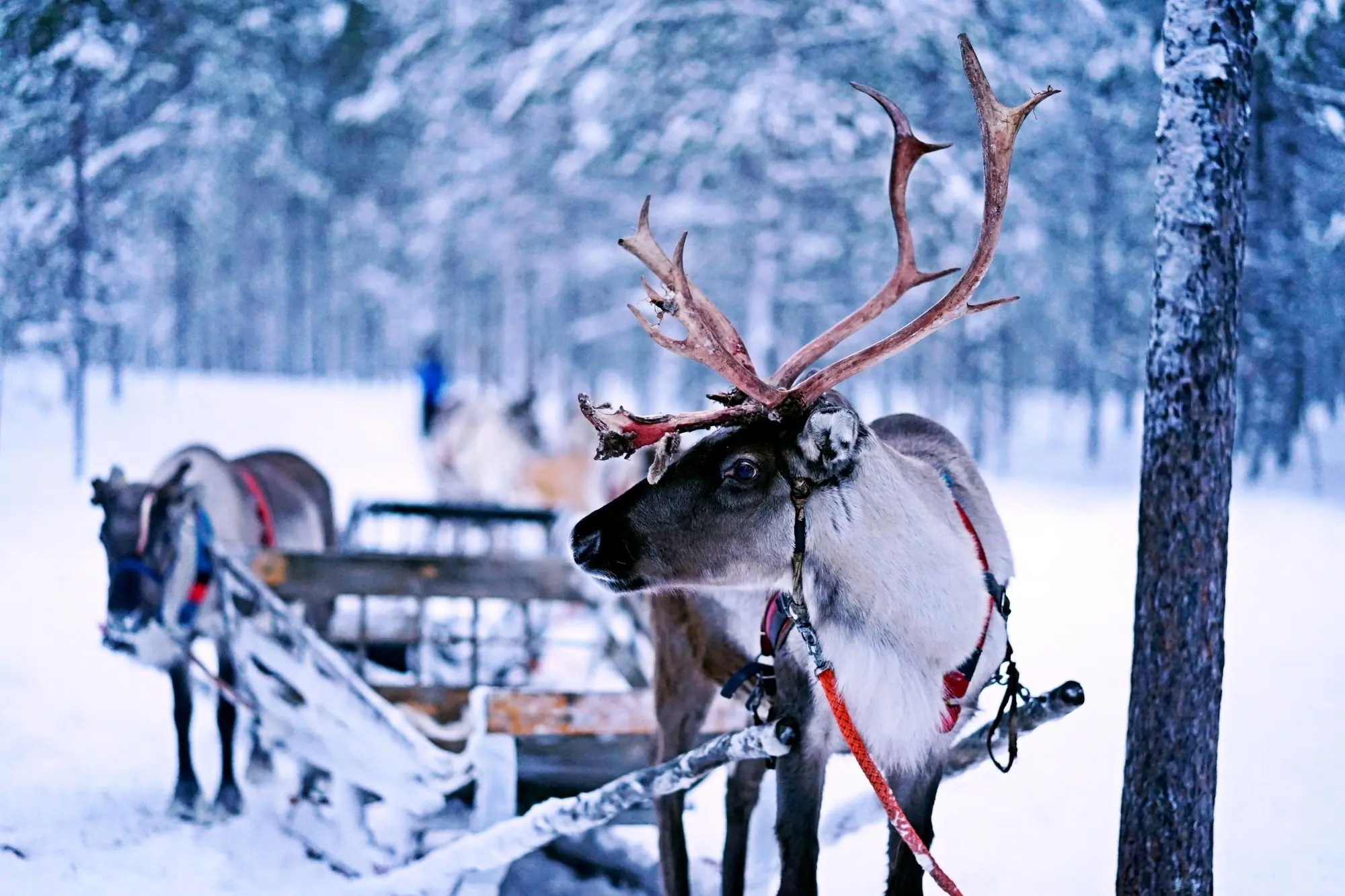 Reindeer in Lapland