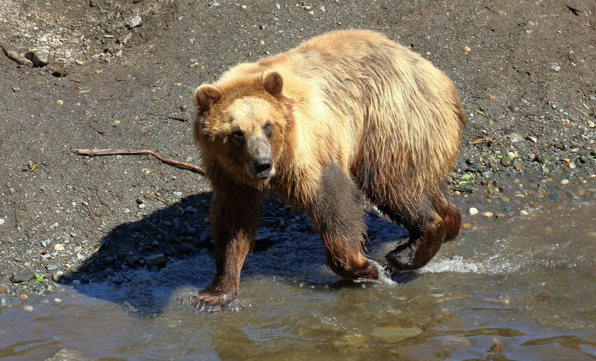 A brown bear in the Fortress of the Bear animal rescue centre, Sitka