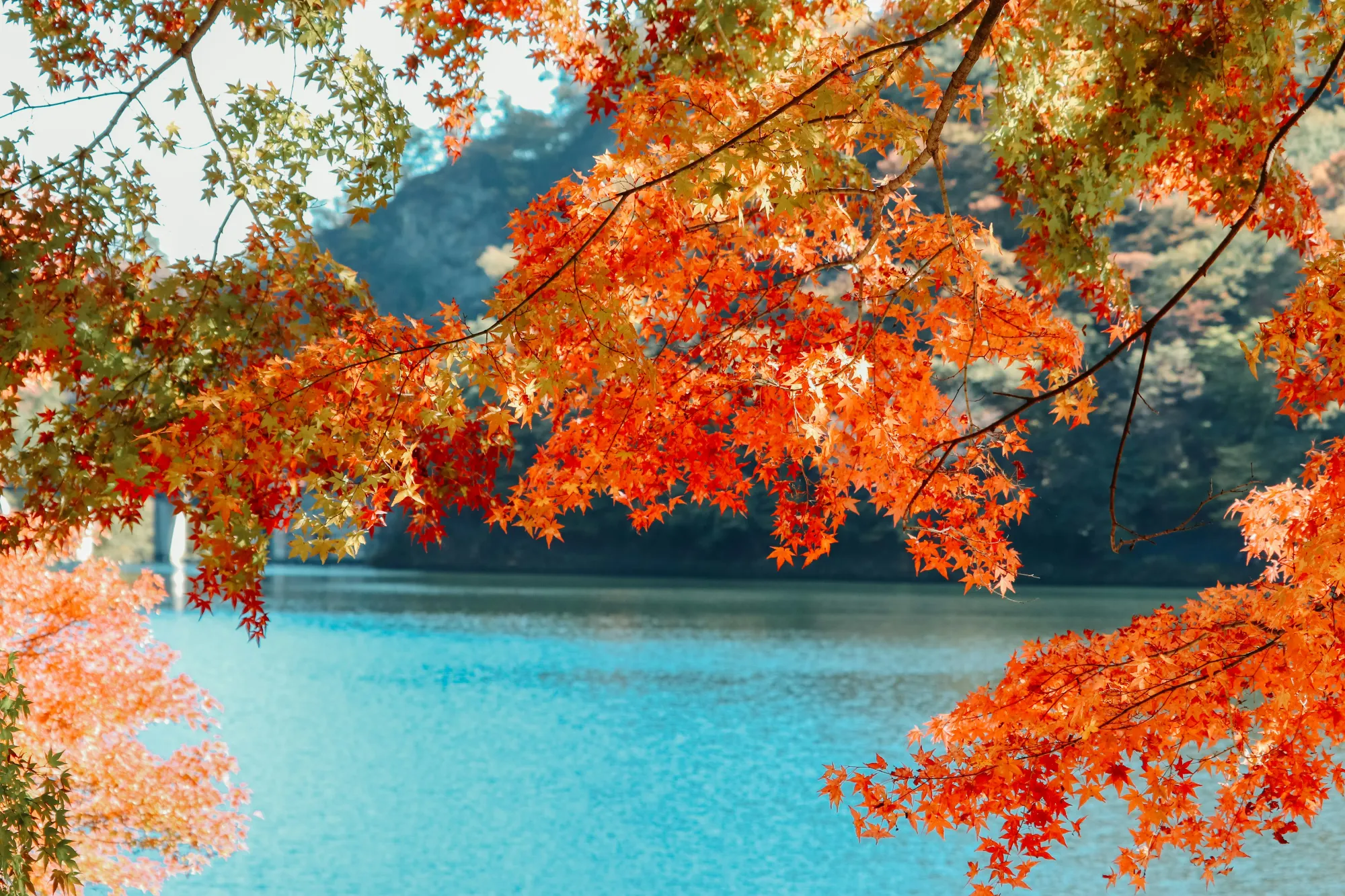 Autumn Leaves