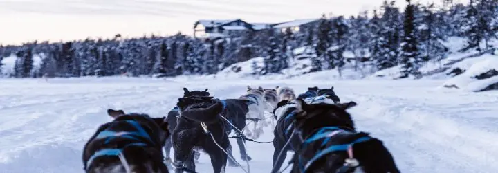 Dog Sledding