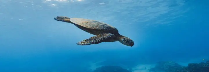 Turtle in the Galapagos Islands