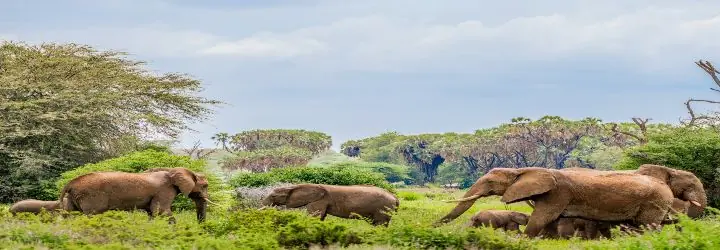 Elephants in Field