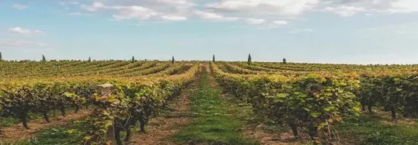 Vineyard in Bordeaux