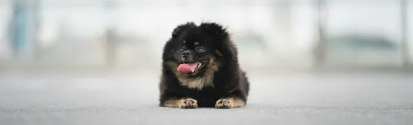 Image related to Five pet-friendly travel destinations to bring your four-legged friends